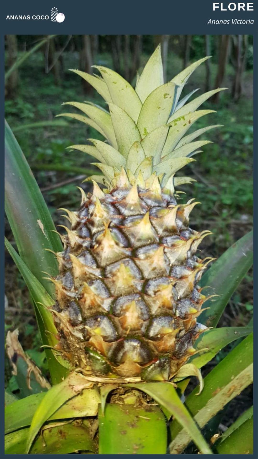Bed and Breakfast Ananas Coco Salazie Exterior foto